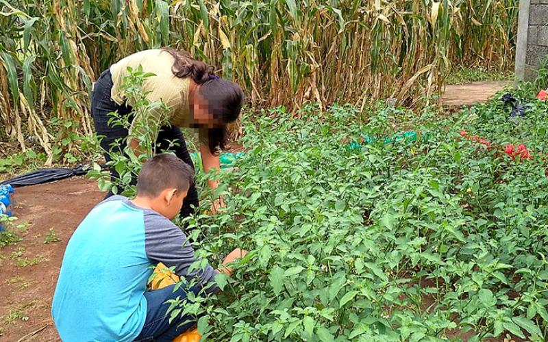 Abundantes cosechas de los huertos escolares