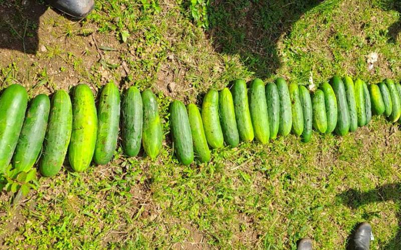 Alumnos recogen su cosecha de pepinos