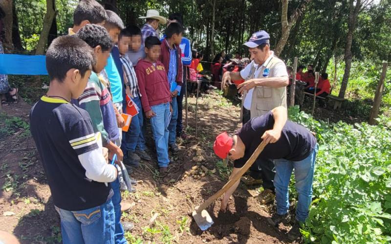 Cosecha de papa contribuye con la seguridad alimentaria