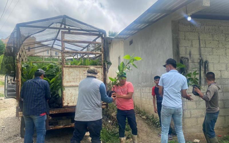Entregan plantas de cacao en la zona sur de Petén