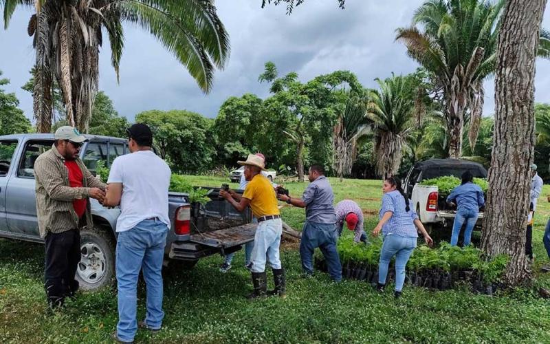Entregan plantas forestales a ganaderos en Petén