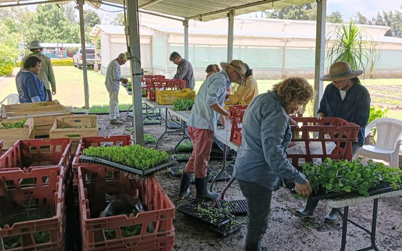 Escuelas de Jutiapa reciben 130,200 pilones de hortalizas