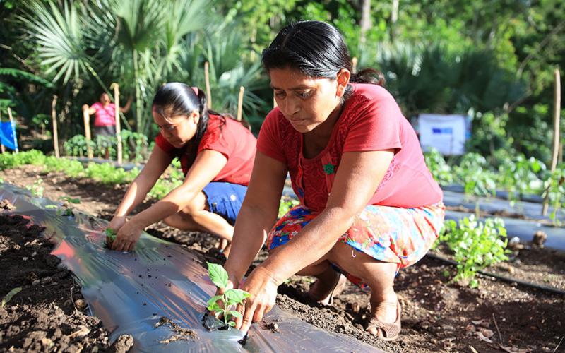 Familias de Camotán trabajan proyectos resilientes a crisis climáticas 