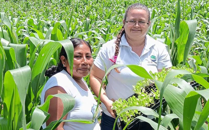 Impulsan Sistema Milpa en San Pedro Ayampuc