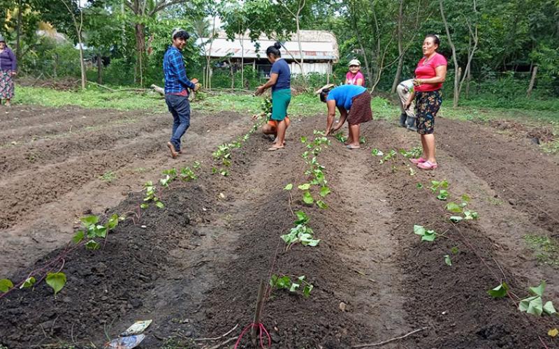 La Seguridad Alimentaria se fortalece con los huertos familiares