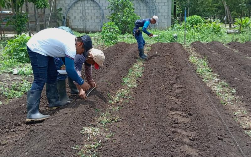 Promueven cultivo de hortalizas en Sayaxché