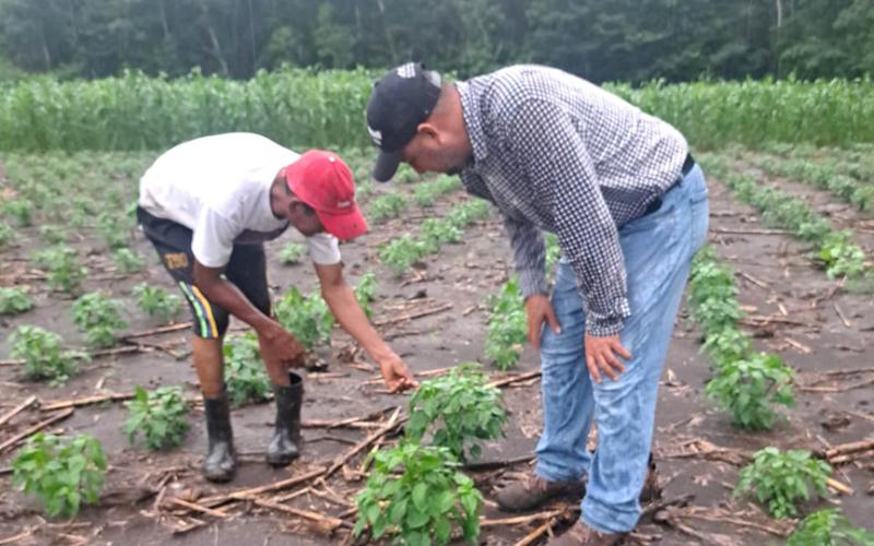 Verifican proceso en parcela demostrativa en Petén