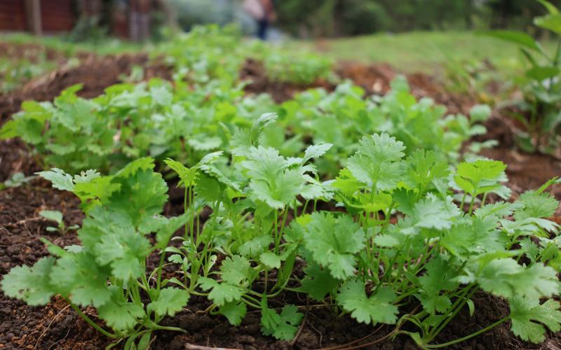 Brindan asistencia técnica en huertos pedagógicos