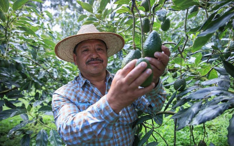 El aguacate florece al pie de los volcanes