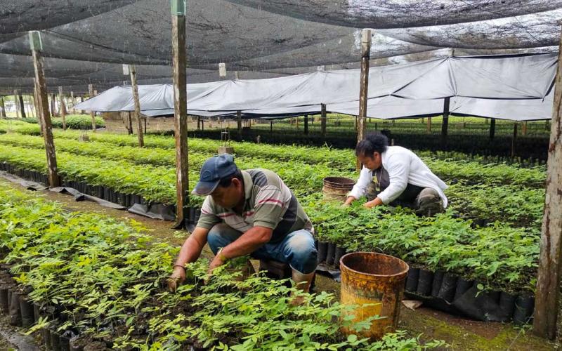 Fortalecen actividades productivas en los viveros forestales de Petén