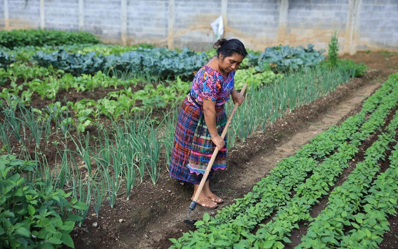 Los Huertos Familiares apoyan la seguridad alimentaria 