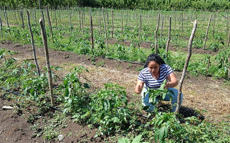 Monitorean de cultivo de chile jalapeño en Poptún