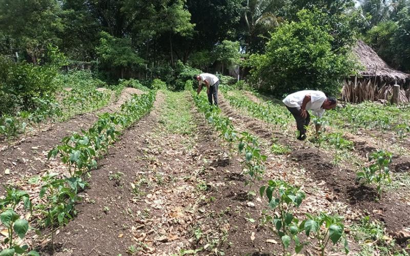 Monitorean existencia de plagas y enfermedades en Zona de Adyacencia