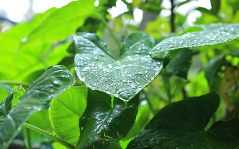 Prácticas agropecuarias para enfrentar el exceso de agua por lluvia