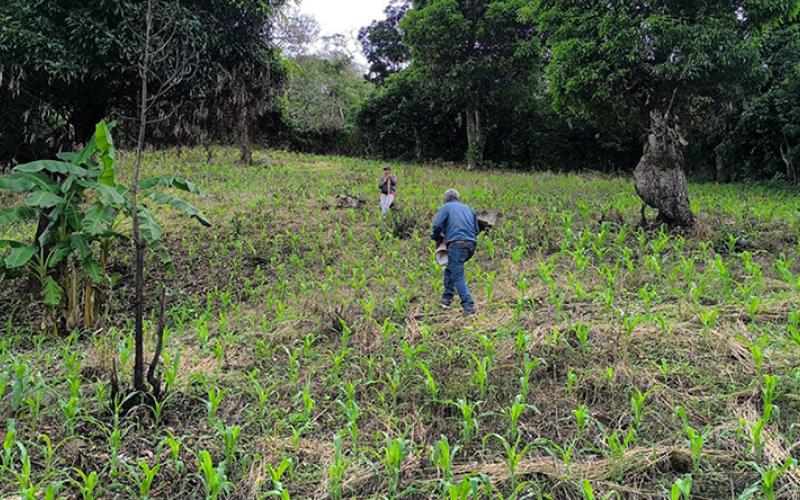Realizan visita técnica de seguimiento a cultivo del maíz