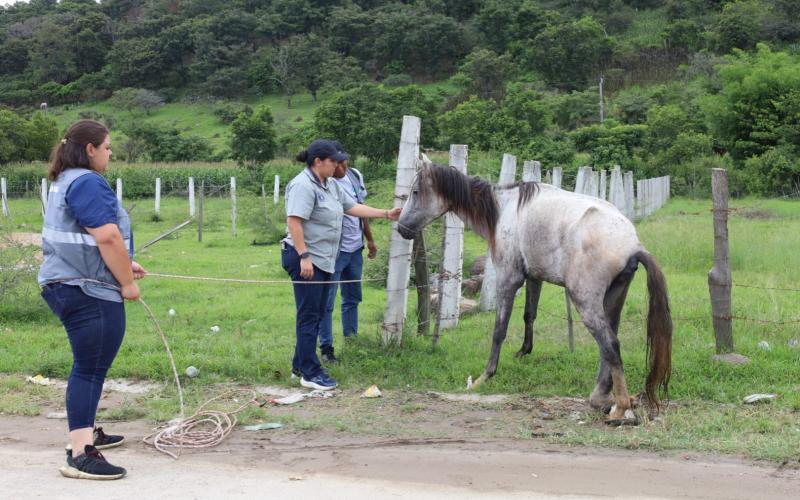 Se brinda atención oportuna a equino en Jalapa