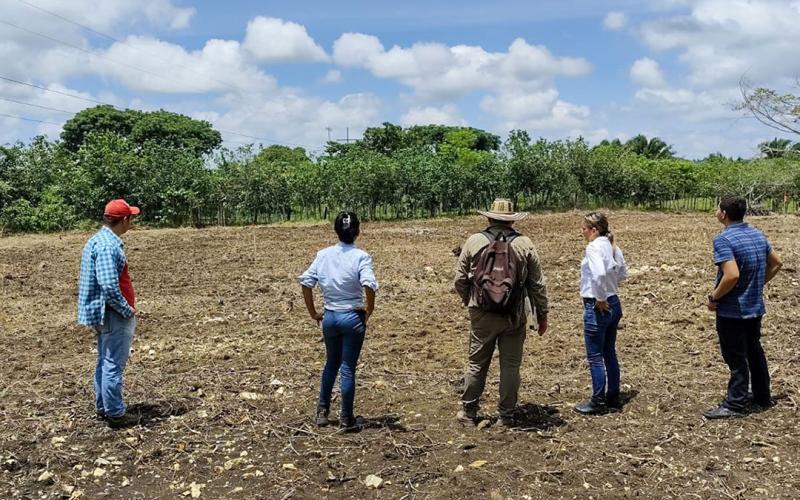 Seguimiento a bancos mixtos de forraje y sistemas silvopastoriles