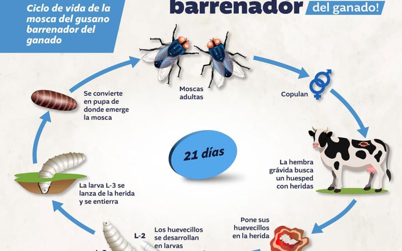 En cumplimiento a los objetivos de sanidad animal y de vigilancia epidemiológica oportuna, el Ministerio de Agricultura, Ganadería y Alimentación (MAGA), por medio del Viceministerio de Sanidad Agropecuaria y Regulaciones (VISAR), mantiene acciones preventivas e informativas.  Al respecto, para evitar la miasis causada por el gusano barrenador del ganado, se cuenta con formatos de comunicación clave. El ciclo de vida de la mosca del gusano barrenador es uno de los aspectos que se dan a conocer a la població