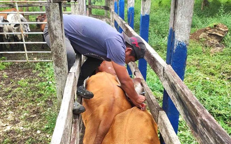 Apoyan a pequeños productores con inseminación artificial de ganado vacuno