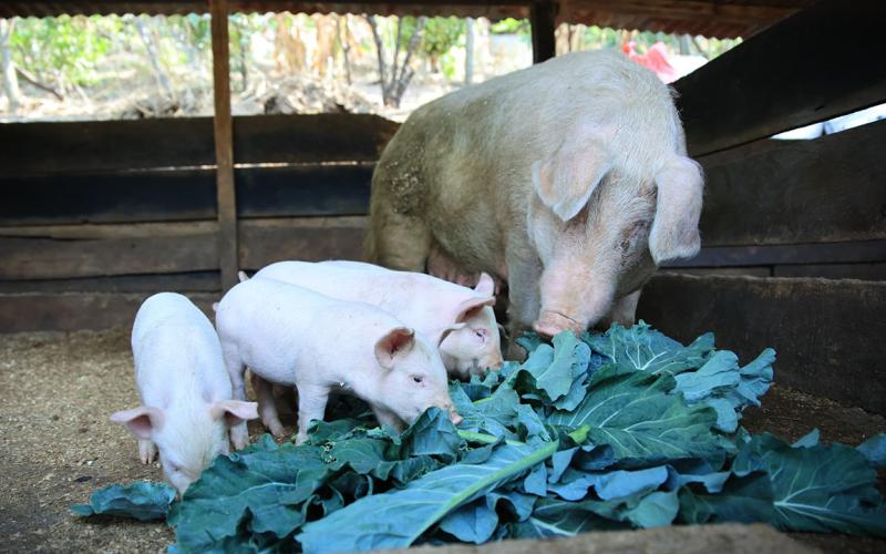 Aprenda de la crianza de cerdos de patio