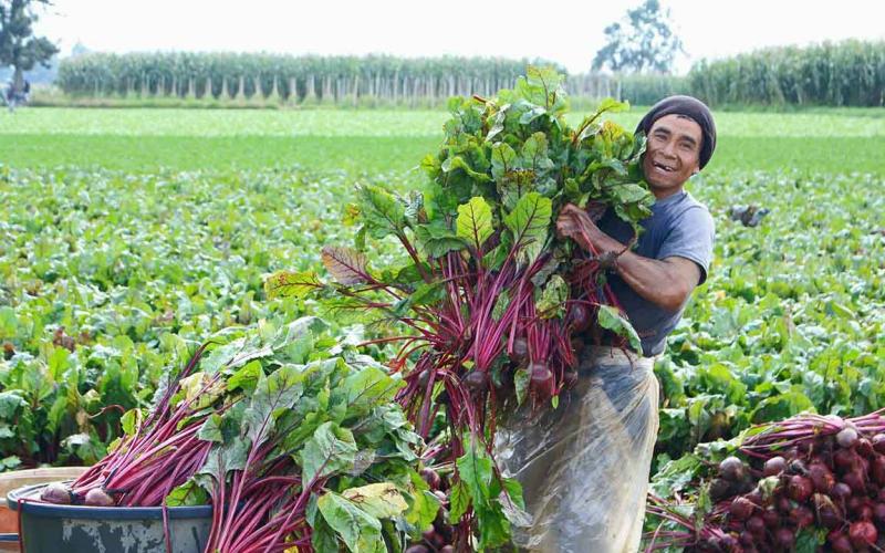 Aprenda el cultivo de la remolacha