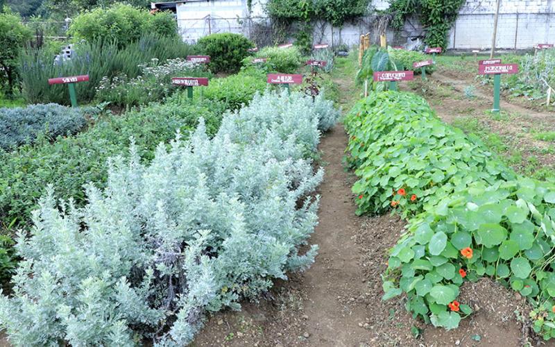 Así es un huerto de plantas medicinales