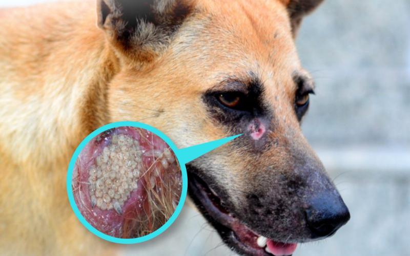 Conozca como prevenir el gusano barrenador en sus mascotas 