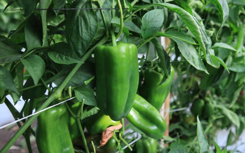 Conozca el cultivo de chile pimiento