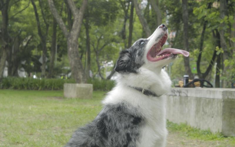 Conozca los certificados oficiales que necesita para salir de viaje con su mascota