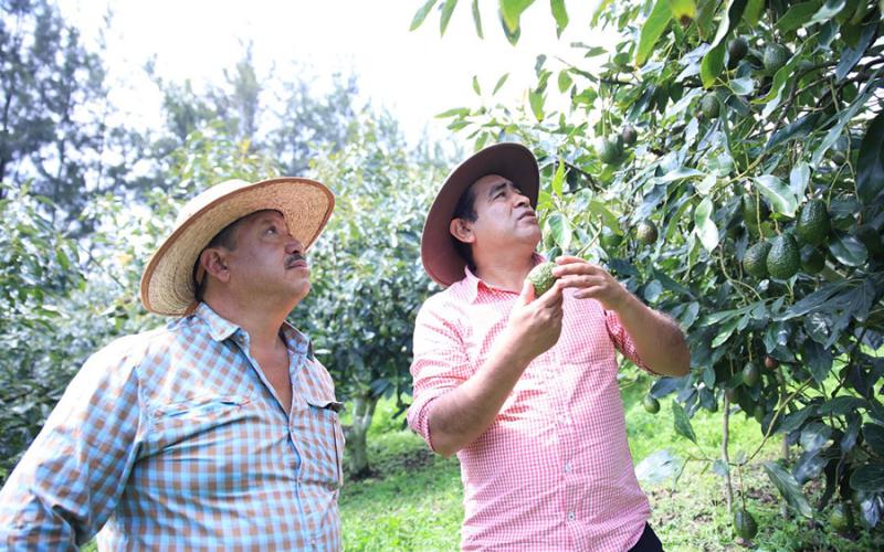 Conozca cómo participar en el programa Fomento del Cultivo del Aguacate