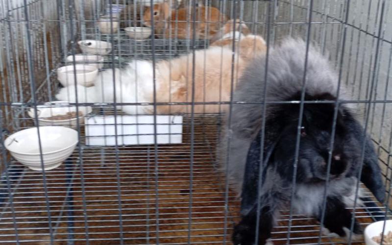 guatemalaCría de conejos impulsa economía y seguridad alimentaria en Jalapa