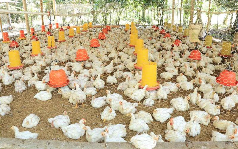 Crianza de pollo de engorde