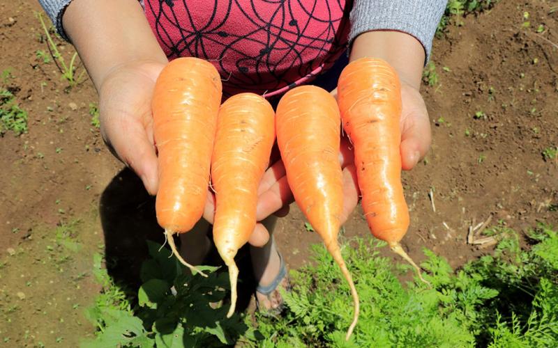 El cultivo de zanahorias se adapta a climas variados