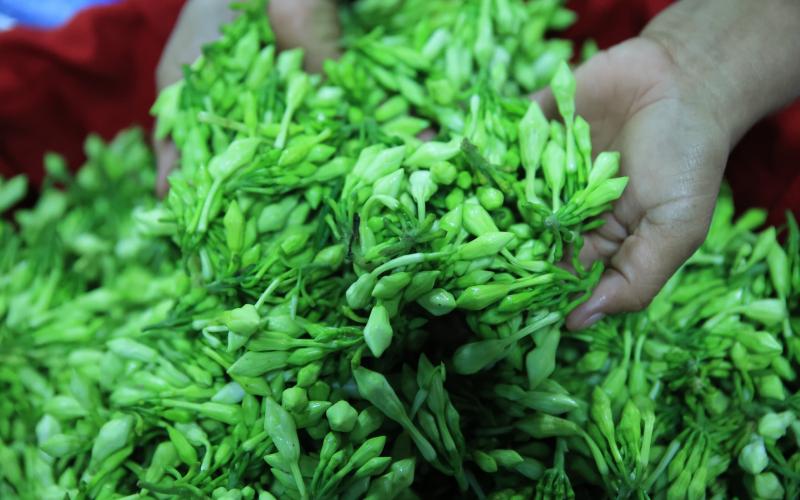 El loroco es una planta muy apreciada