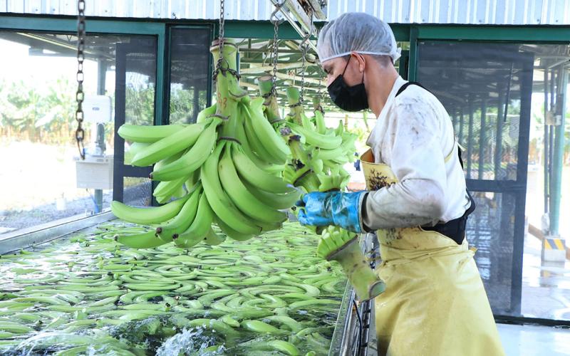 El plátano es una fruta energética y tropical