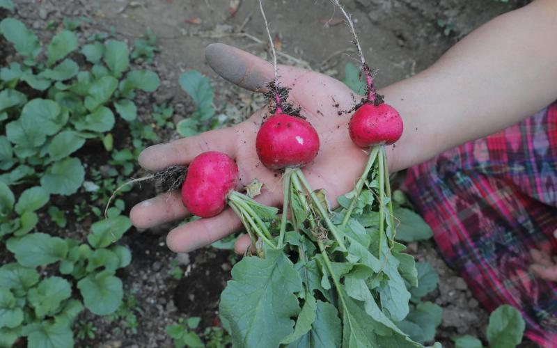 El rábano una hortaliza de grandes beneficios