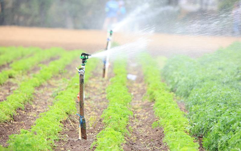 El riego por aspersión simula la lluvia