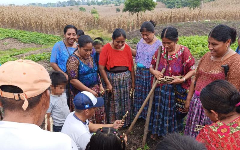 Entregamos material vegetativo de yuca y camote en Sayaxché