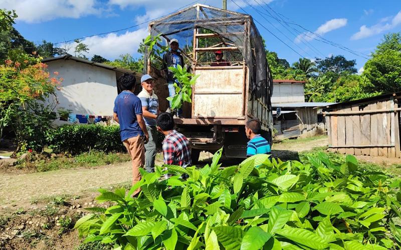 Entregan plantas de cacao a nuevos productores en San Luis, Petén
