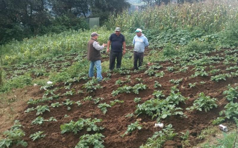 Establecen parcela de aprendizaje de cultivo de papa