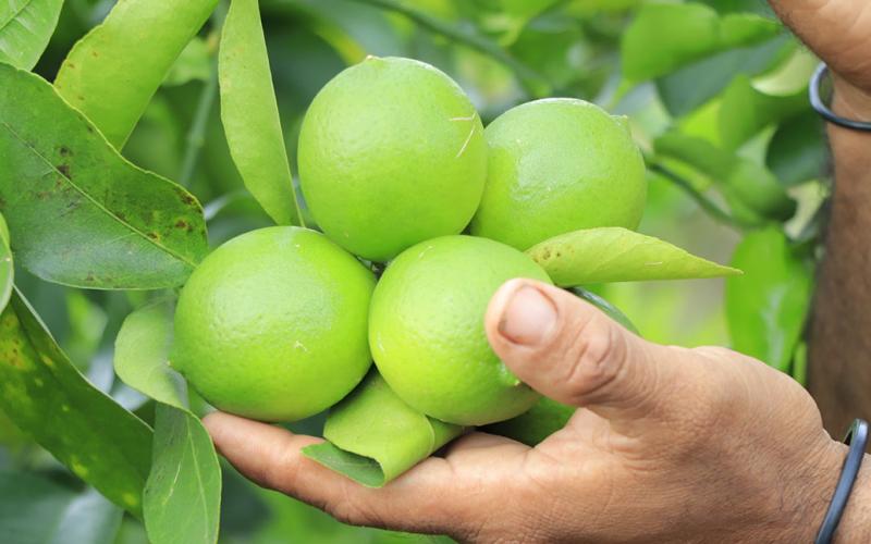 Estas son las plantas de cítricos sanas