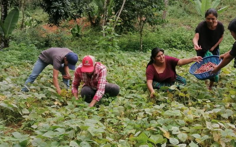 Fortalecen producción de hortalizas en San Juan Chamelco