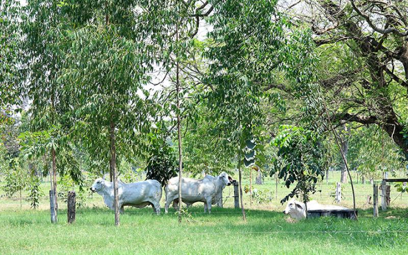 Ganadería sostenible