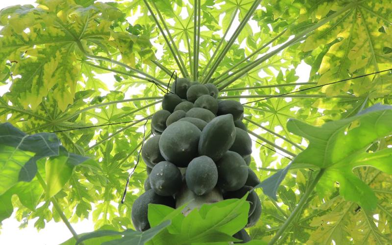 La papaya da frutos entre los nueve y doce meses