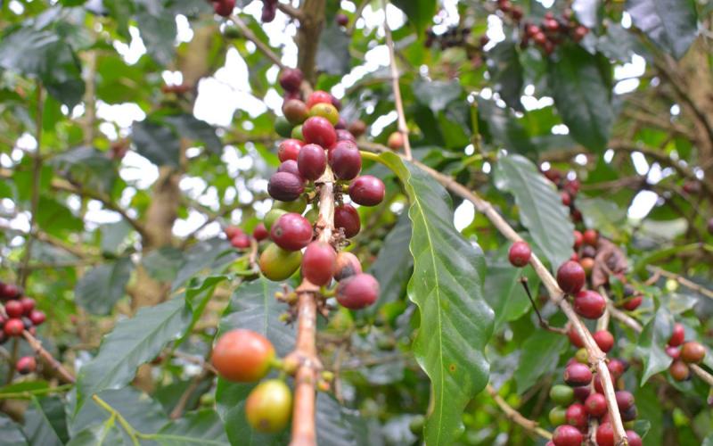 La roya, enemigo del cafetal