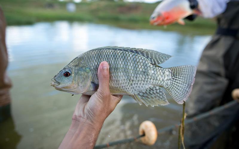 La tilapia es una fuente de proteínas