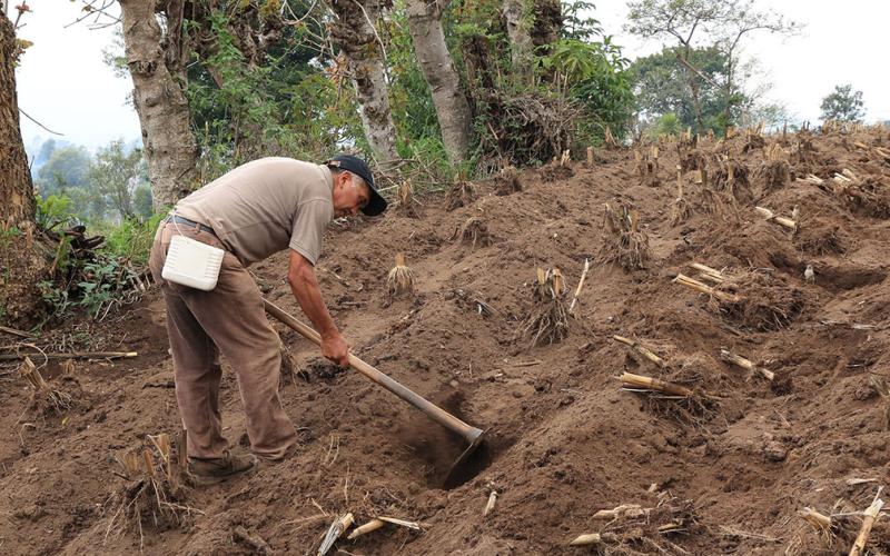 La siembra del maíz