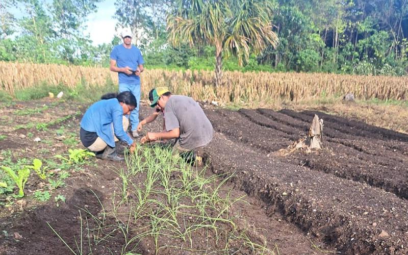 Levantan cosecha y entregan pilones para nueva siembra