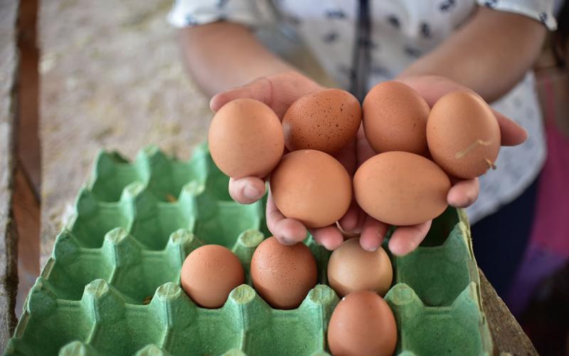 Licencias para la manipulación de huevos 