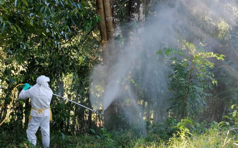 Múltiples acciones han permitido control efectivo de la langosta voladora en Jutiapa